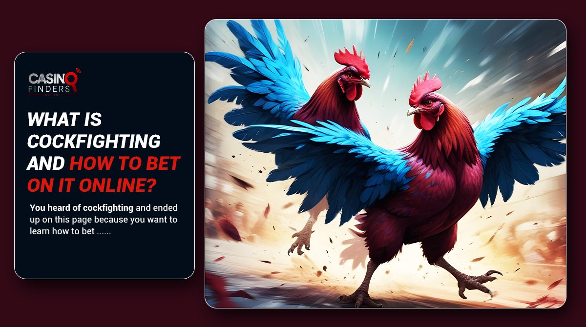 image featuring two cocks and explaining how to bet on cockfighting online