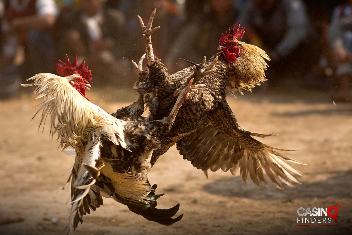 two cocks fighting | what is cockfighting?